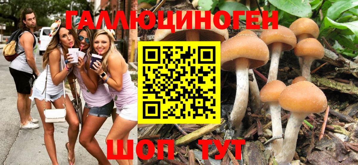 хочу   Галлюциногенные грибы Cubensis  Вход с VPN  Острогожск 